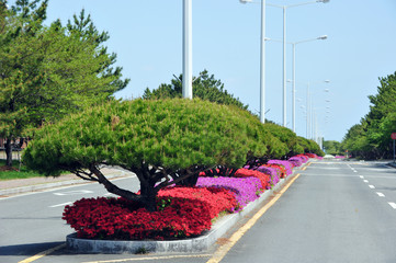 Spring flower bed median strip and empty road.