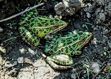 High Angle View Of Northern Leopard Frogs On Mud