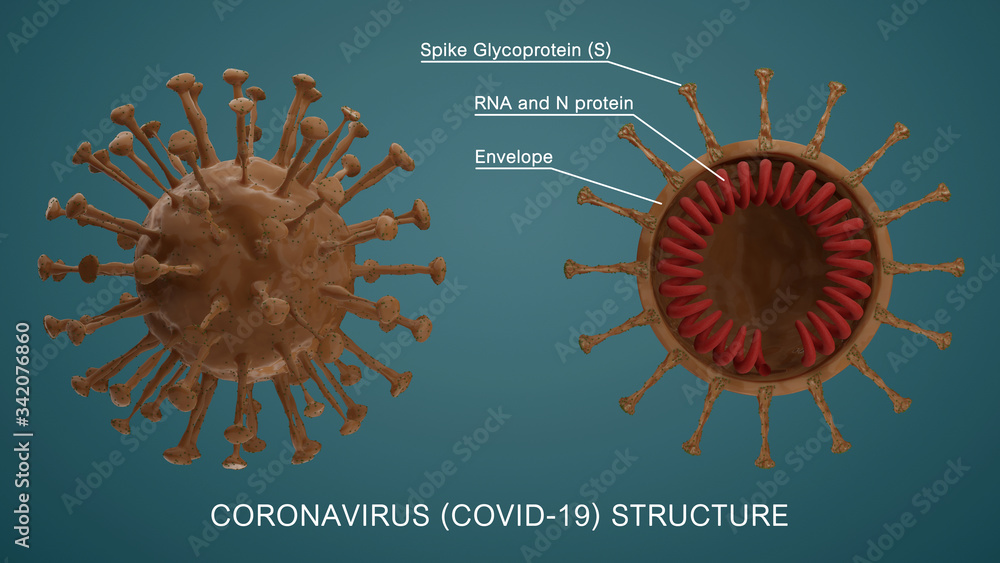 Coronavirus cell structures and anatomy. Labeled with morphology of ...