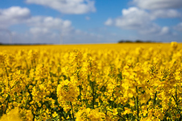 Canola fields blooming in Denmark in summer. beautiful yellow fields.