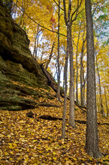 Wall Mural - An autumn landscape with golden autumn leaves on the floor and wall of a sandstone canyon.
