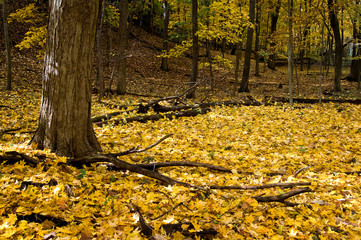 Wall Mural - Golden autumn leaves carpet the floor of a sandstone canyon.