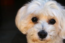 Close-up Portrait Of West Highland White Terrier Puppy