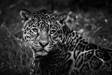 Close-up Of Jaguar Resting On Grassy Field At Zoo