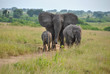 famiglia di elefanti africani