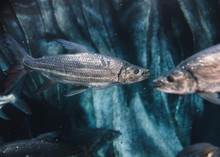 Big Fish With Grey Scale Under Sea Water On Blue Blurred Background In Oceanarium
