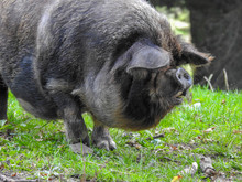 Kunekune Pig On A Farm In New Zealand
