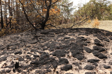 Effects of grass fire on soils. Charred grass after a spring fire. Black surface of the rural field with a burned grass. Consequences of arson and stubble burning. Aftermath of Natural Disasters.