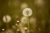 Fototapeta Dmuchawce - white flower dandelion in the green summer grass