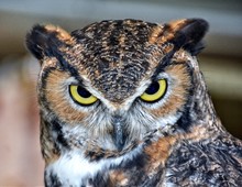 Close-up Portrait Of Great Horned Owl