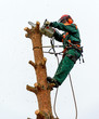 tree climber on a pine with chain saw
