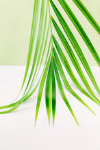 Tropical Palm Frond On White Surface With Green Background / Abstract Conceptual Still Life