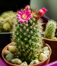 
Flowering Cactus In A Pot