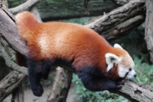 View Of Red Panda On Tree Trunk