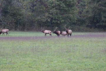 Wall Mural - Herd of elk