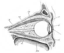 The Structure Of Eye In The Old Book The Human Anatomy Basics, By A. Pansha, 1887, St. Petersburg