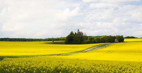 Beautiful yellow rapeseed field with blue cloudy sky background