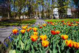 Fototapeta Tulipany - tulipany w parku, wiosna, małopolska, krzeszowice