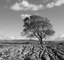 Singletree On Rock Formation In Yorkshire