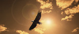 silhouette eagle flying against evening sunset sky with lens flare.