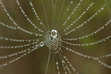 Web In Water Drops In The Early Morning , Close-up. Natural Abstract Background.