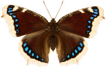 Nymphalis Antiopa Butterfly, Known As The Mourning Cloak Or Camberwell Beauty Is A Species Of Nymphalid Butterfly. Dorsal View Of Butterfly Isolated On White Background.