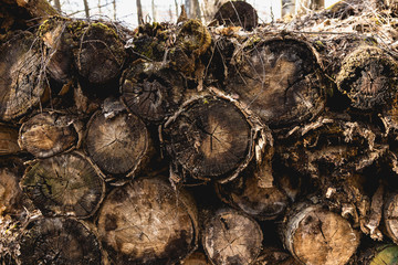 The old logs were covered with moss. Old wood rots in the open air. Natural texture. Natural background of old wood. Wood with cracks.