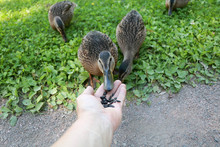 Wild Duck Eats Sunflower Seeds From Human Hand. Concept Of Human And Animal Trust, Conservation Of Wildlife, Rescue Of Birds