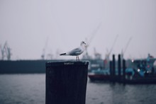 Seagull Perching On Wooden Post Against Clear Sky