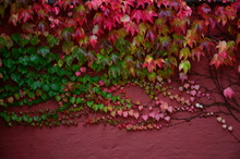 Creeper Plants On Wall During Autumn