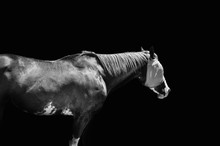 Side View Of A Horse Against Black Background