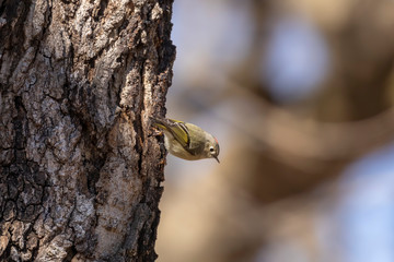 Wall Mural - Ruby-crowned Kinglet. In the spring, woodpeckers make holes in a tree from which sweet sap flows.
Other birds also fly to these places, drinking this sweet sap