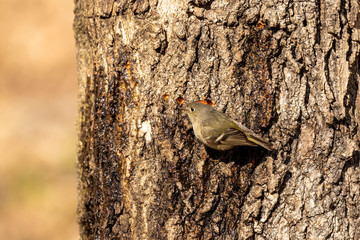 Canvas Print - Ruby-crowned Kinglet. In the spring, woodpeckers make holes in a tree from which sweet sap flows.
Other birds also fly to these places, drinking this sweet sap