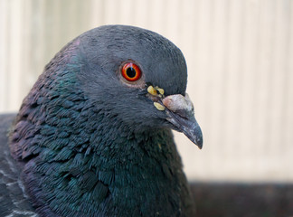 Wall Mural - Close portrait of the head of a male pigeon. Translucent corrugated glass wall in the background