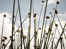 Reeds In The Water, Reed Islands, Lake Titicaca, Puno, Peru, South America