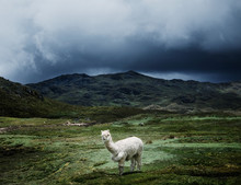 Alpaca In The Mountains In Chaullacocha Village, Andes Mountains, Peru, South America