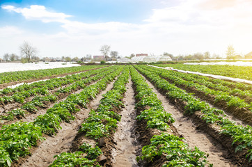 Wall Mural - Landscape of plantation field of young potato bushes after watering. Fresh green greens. Agroindustry, cultivation. Farm for growing vegetables. Plantation on fertile Ukrainian black soil.