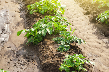 Wall Mural - Potato plantation on a farm field. Cultivation and care, harvesting in late spring. Agroindustry and agribusiness. Agriculture, growing food vegetables. Organic farming products. Watering irrigation