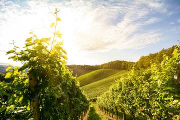 Wall Mural - Vineyards with grapevine for wine production near a winery along styrian wine road, Austria Europe