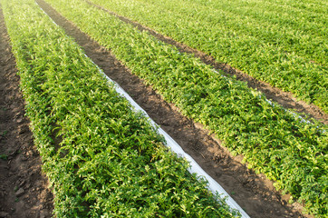 Wall Mural - Long rows plantation of potato bushes after agrofibre removal. Agroindustry and agribusiness. Agriculture, growing food vegetables. Cultivation, harvesting in late spring. Growing a crop on the farm.