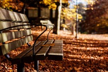 Wooden Bench At Park During Autumn