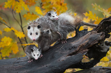 Virginia Opossum (Didelphis Virginiana) Family Stares Out From Log Autumn