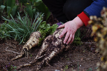 Parsnips on the farmer's hands