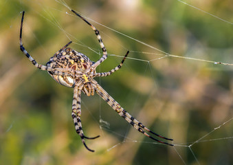 spider and net