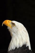 Close-up Of Bald Eagle Against Black Background