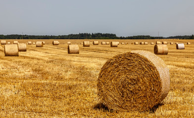 Field landscape with hay bales in summer.