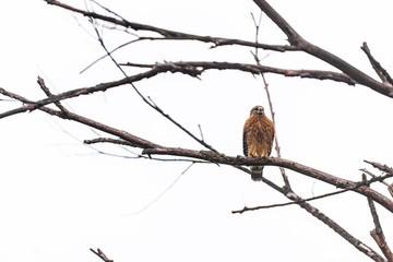 red-shouldered hawk raptor bird of prey perched on tree branch isolated against cloudy white sky in 