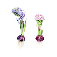 Set Of Watercolor Vector Illustration Blue And Pink Hyacinths. Isolated On White Background
