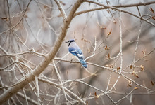 Blue Jay In The Trees