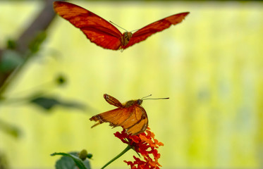 Beautiful  heliconius  butterfly  sitting on flower in a summer garden

